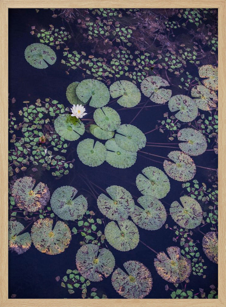 Lelie Sereniteit | Poster