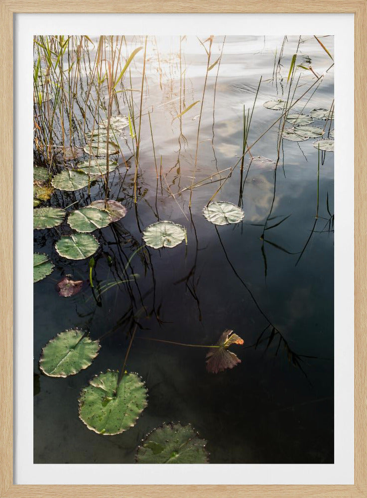 Lily&#039;s Tranquil Dawn | Poster