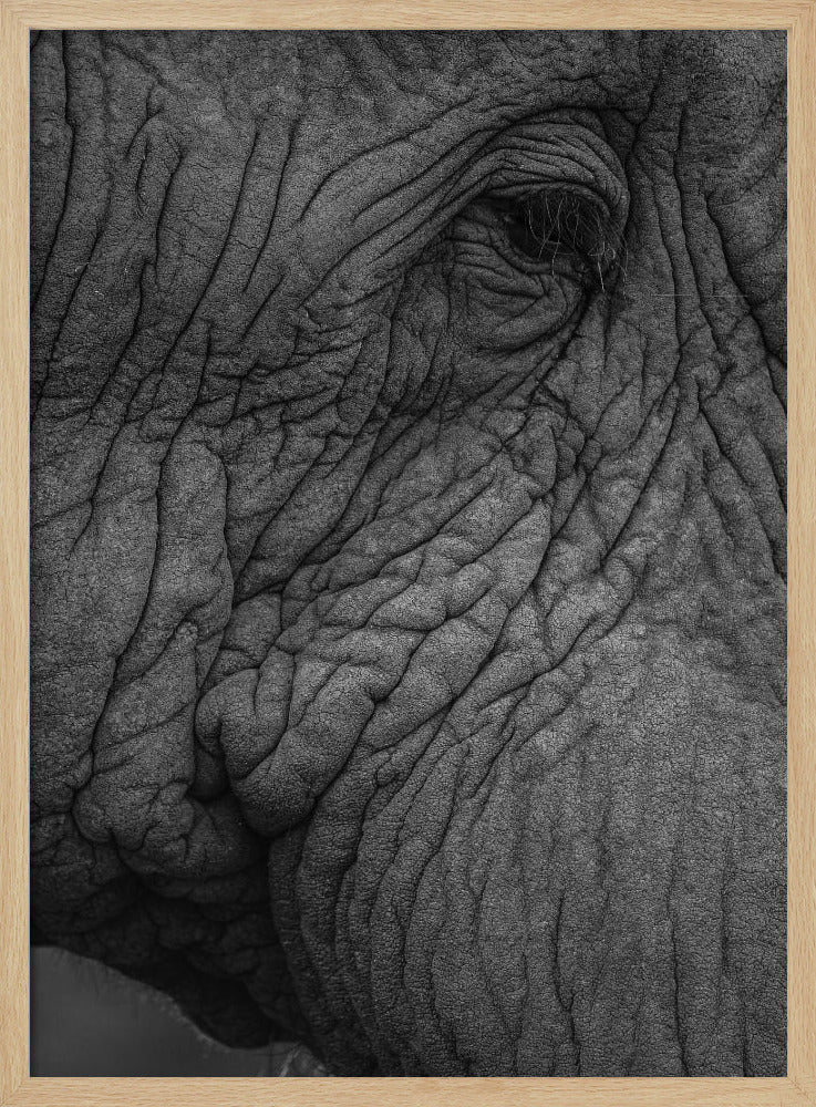 Elephant&#039;s Wisdom | Poster