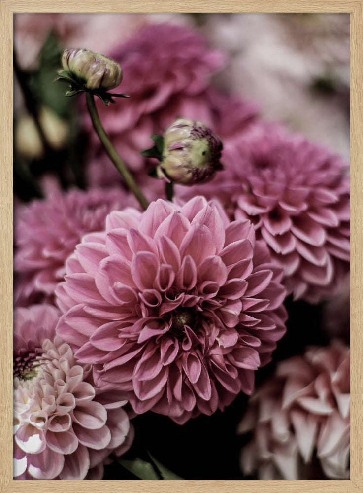 Petal Symphony | Poster