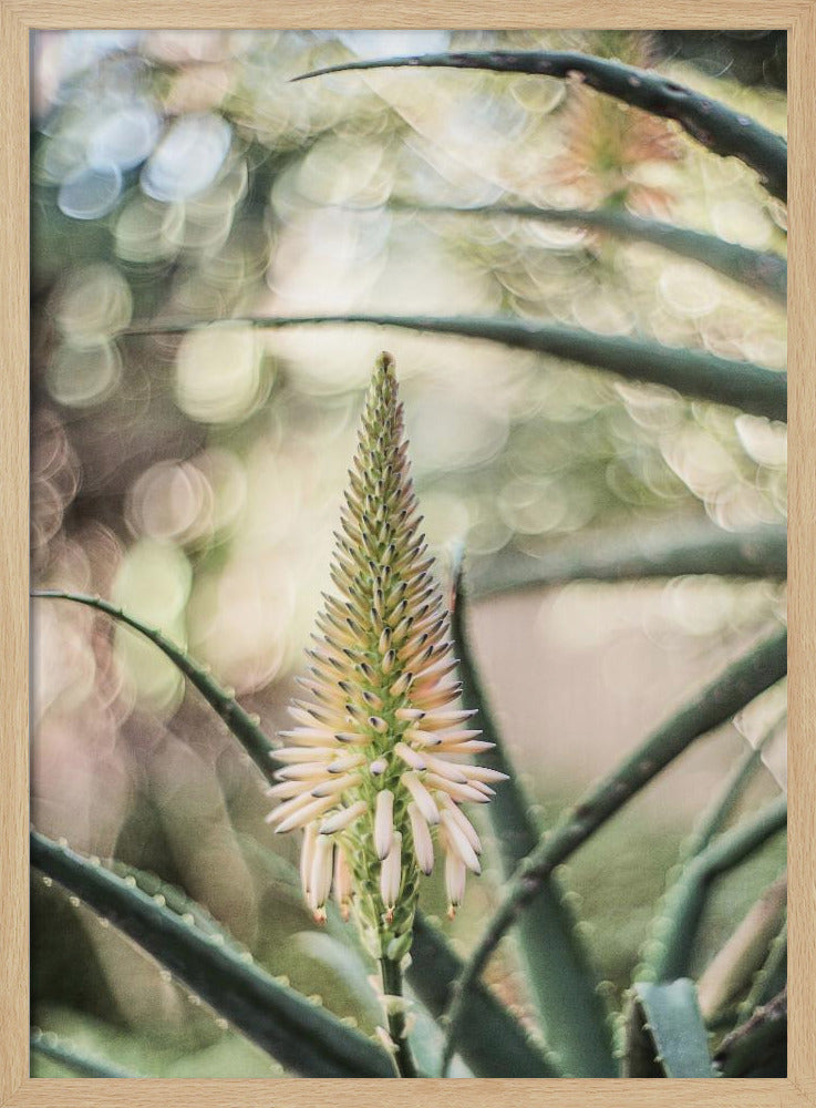 Sappige sereniteit | Poster