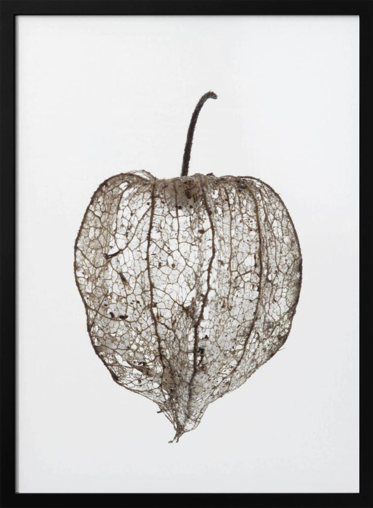 Fragile Nature&#039;s Veil | Poster