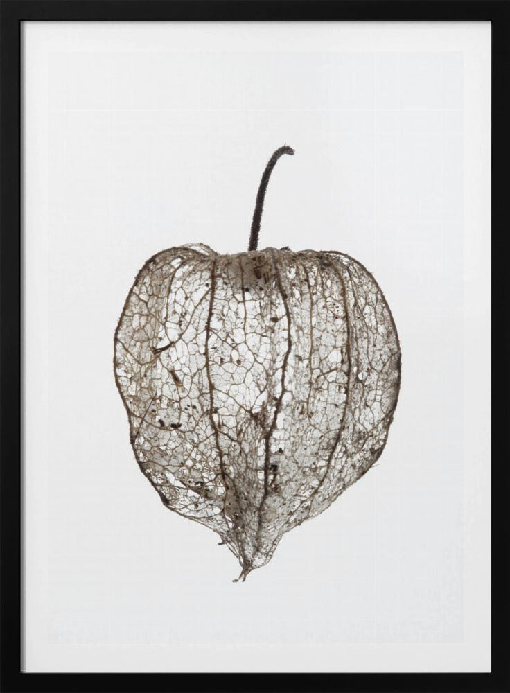 Fragile Nature&#039;s Veil | Poster