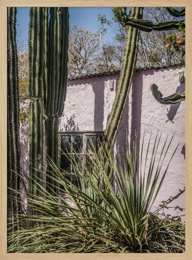 Cactus &amp; Pink Wall | Poster