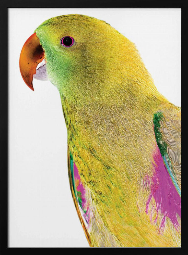 Vibrant Parrot Profile | Poster