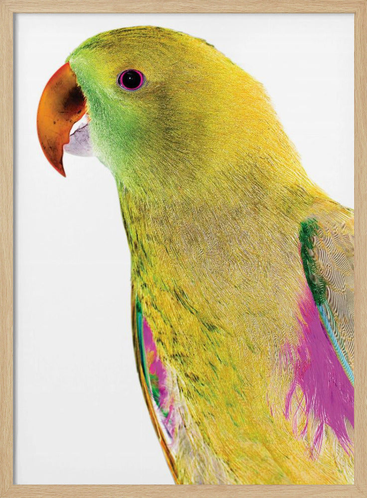Vibrant Parrot Profile | Poster