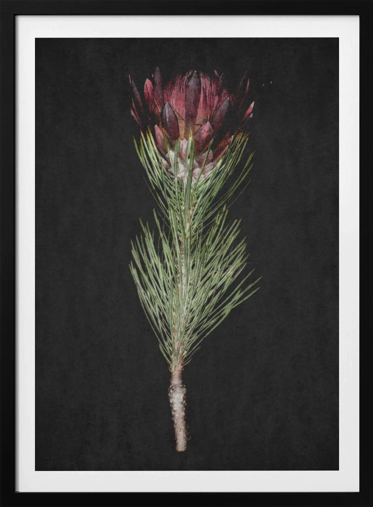 Protea Serenity | Poster
