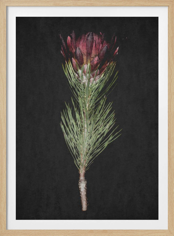 Protea Serenity | Poster