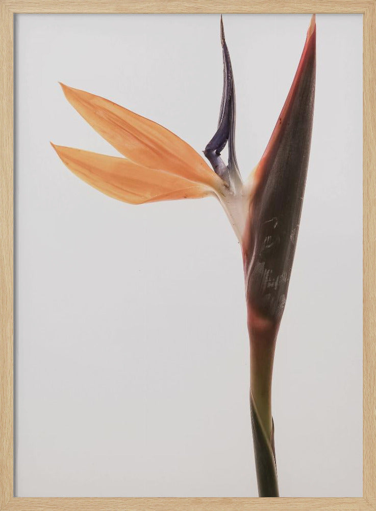 Vibrant Blossom | Poster