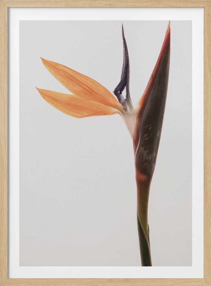 Vibrant Blossom | Poster