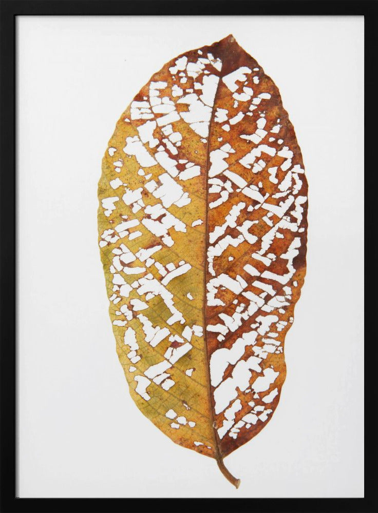 Faded Foliage Lace | Poster