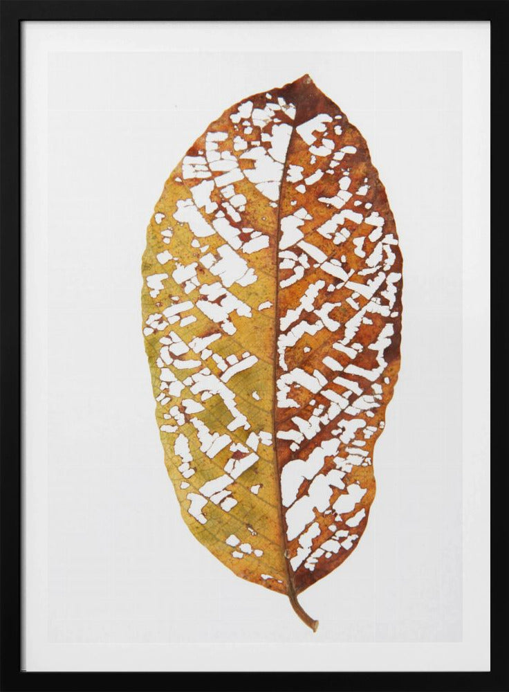 Faded Foliage Lace | Poster