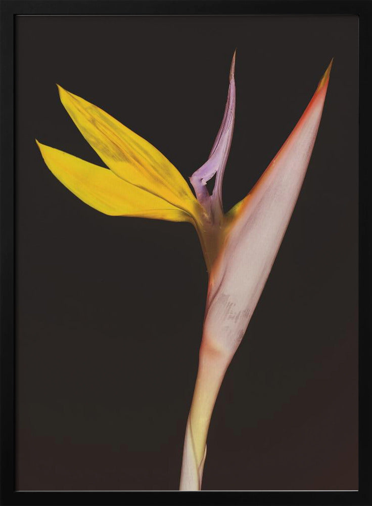 Exotic Blossom Glow | Poster