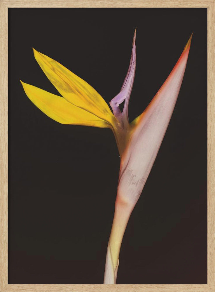 Exotic Blossom Glow | Poster