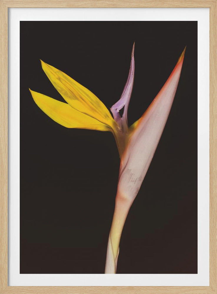 Exotic Blossom Glow | Poster
