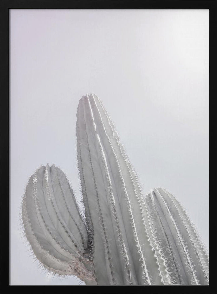 Minimalistische Cactus | Poster