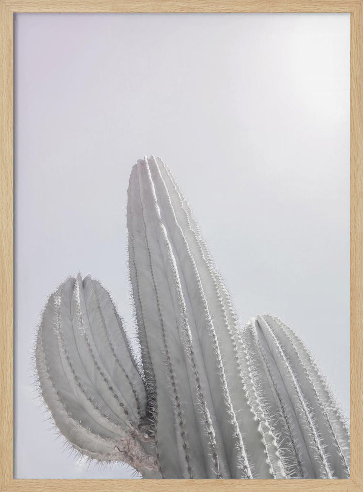 Minimalistische Cactus | Poster
