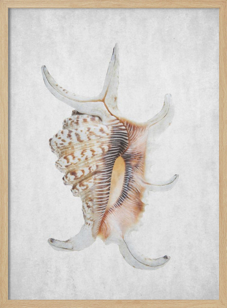 Spiraalschelp | Poster