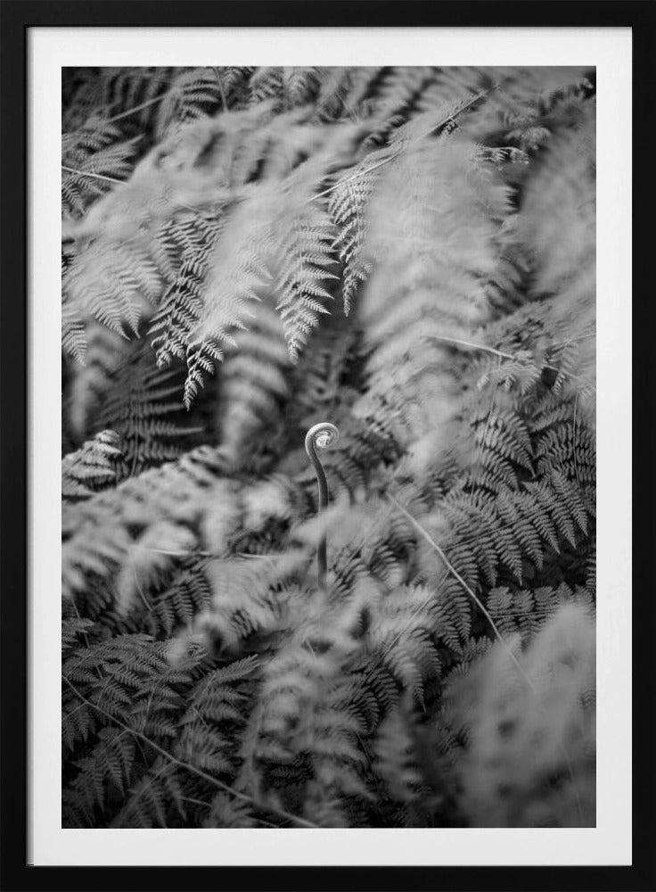 Zwart-witfoto | Poster