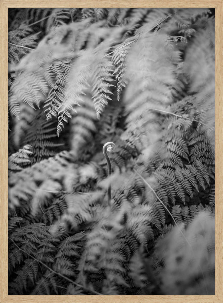 Zwart-witfoto | Poster