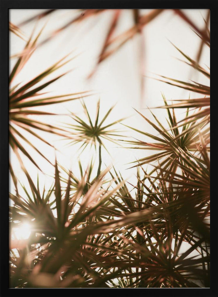 Abstracte schoonheid van stekelige plant | Poster