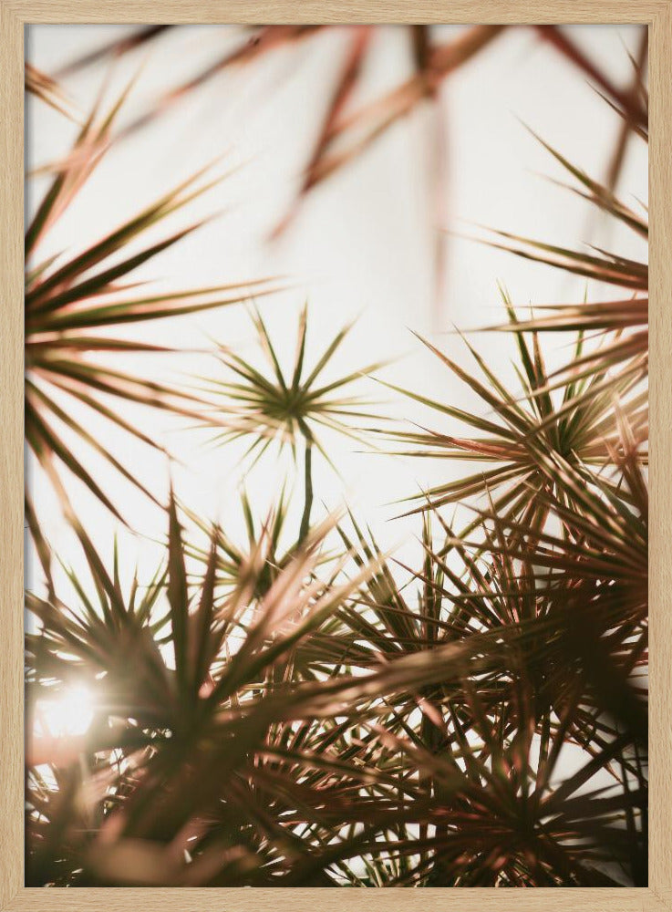 Abstracte schoonheid van stekelige plant | Poster