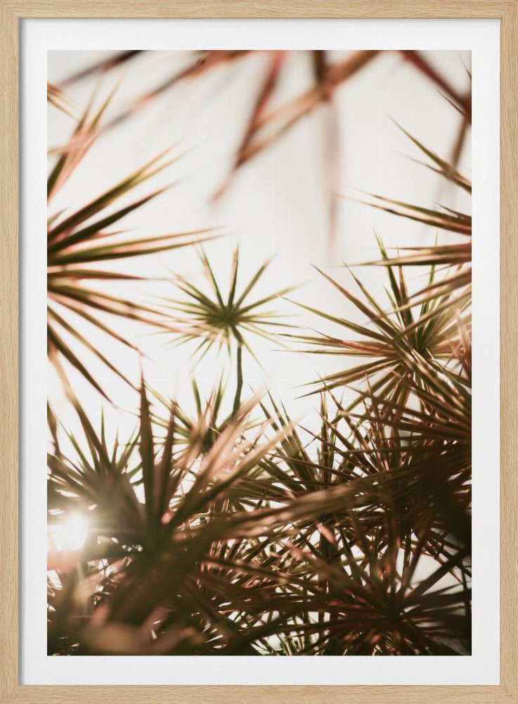 Abstracte schoonheid van stekelige plant | Poster