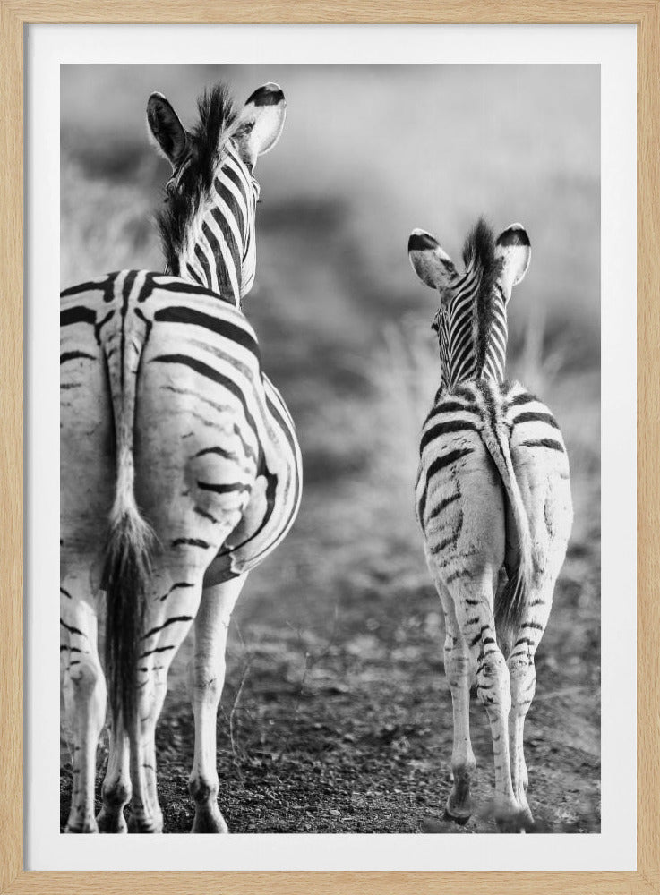 Striped Horse Back Side | Poster