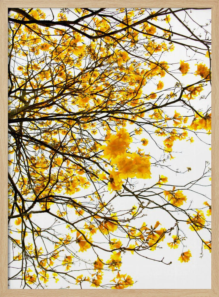 Gouden Luifel Uitbarsting | Poster