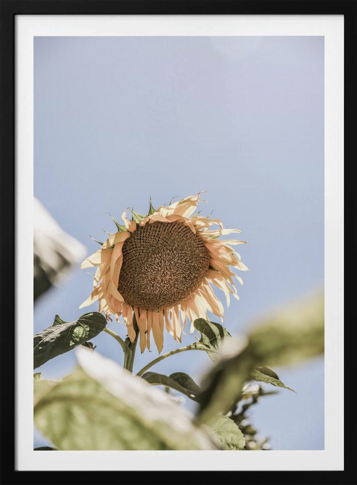 Gouden Bloesemhemel | Poster