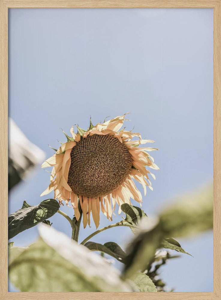 Gouden Bloesemhemel | Poster