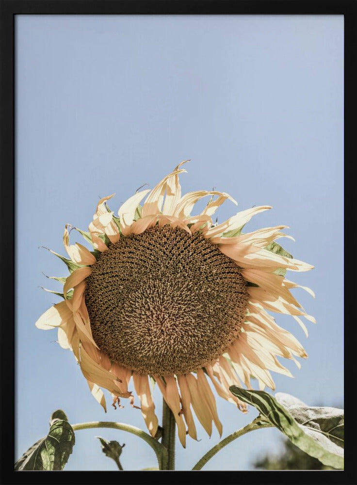 Gouden Zonnebloem Sway | Poster