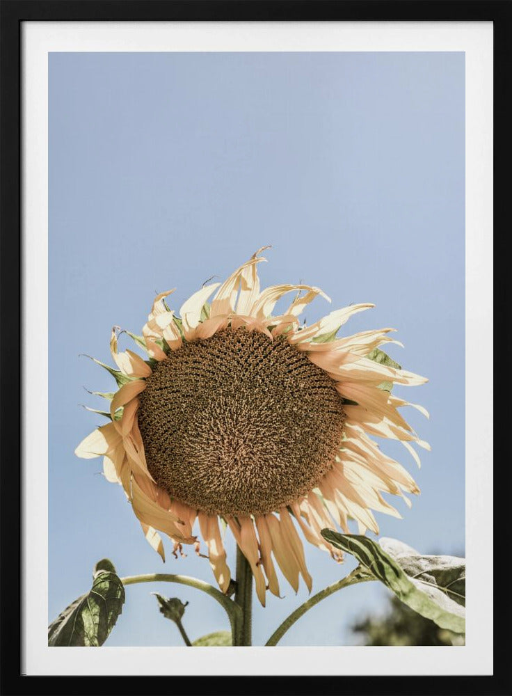 Gouden Zonnebloem Sway | Poster