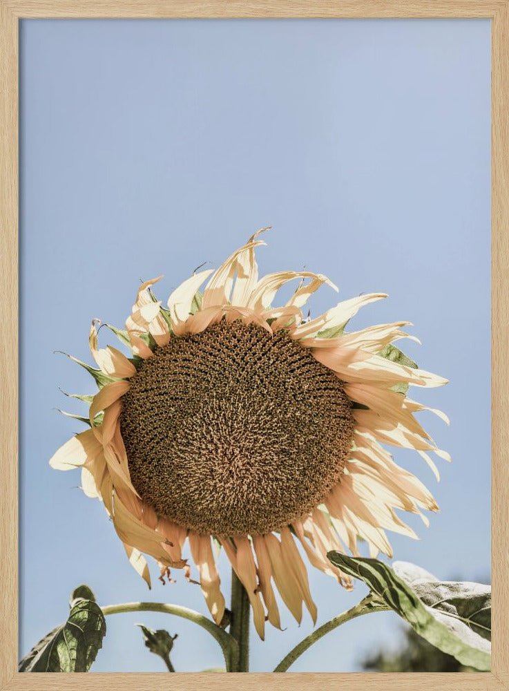 Gouden Zonnebloem Sway | Poster