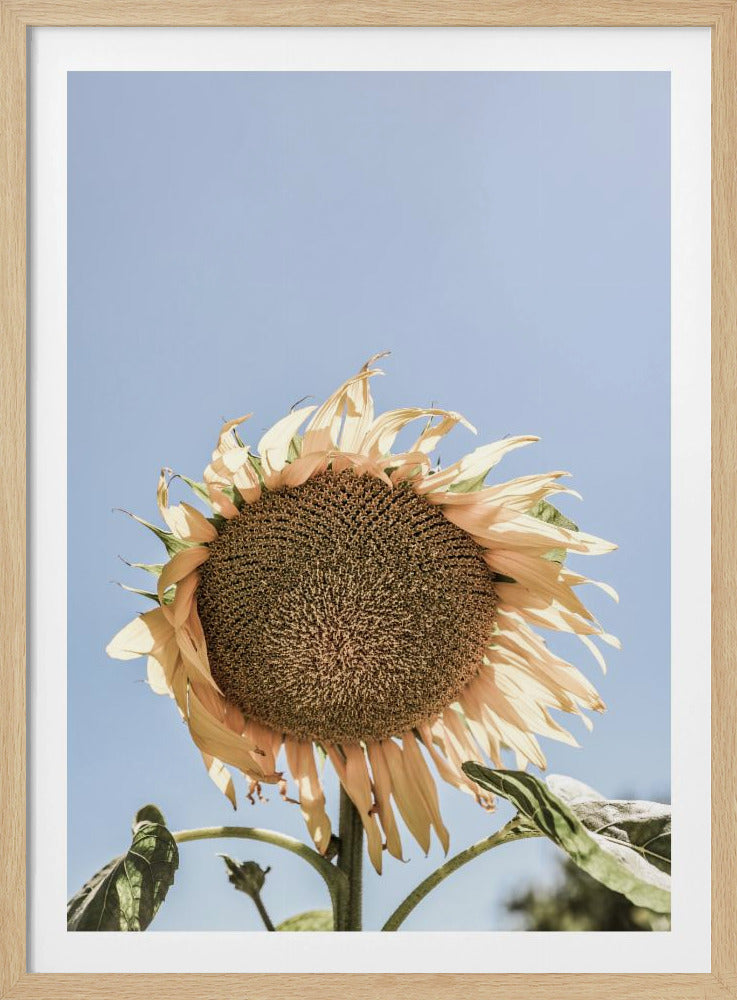 Gouden Zonnebloem Sway | Poster