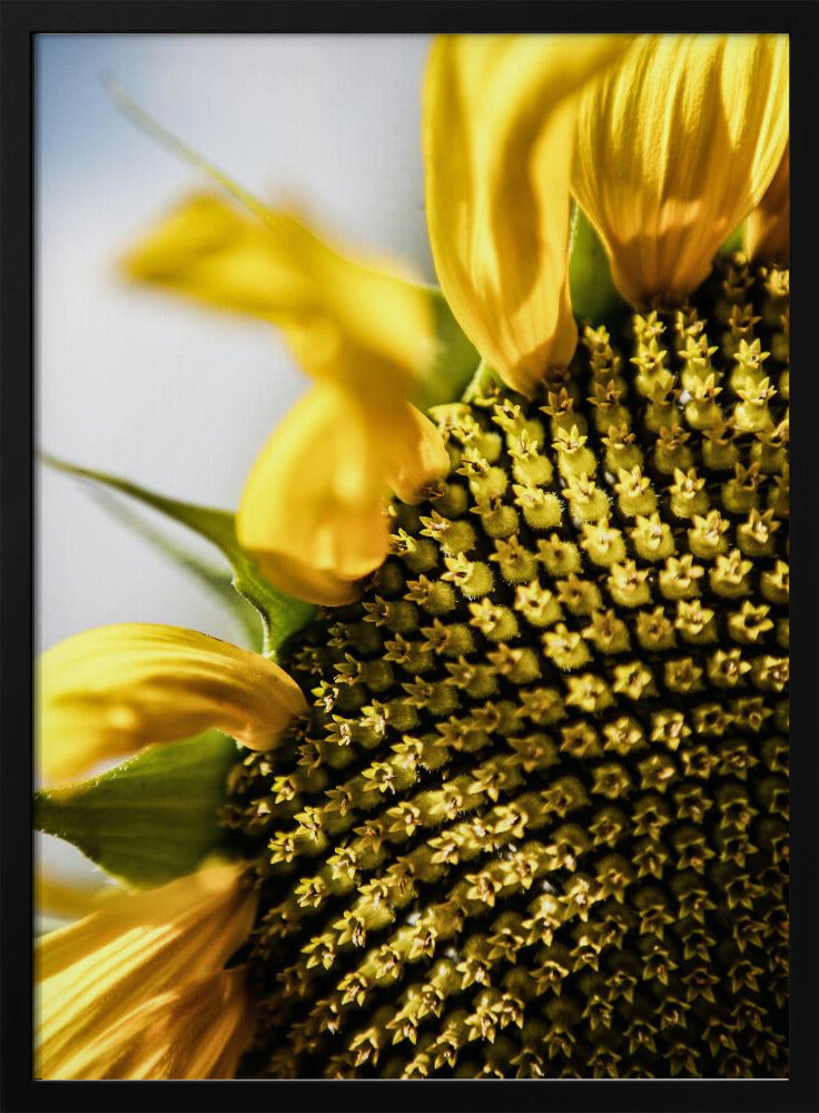 Zonnebloem close-up | Poster