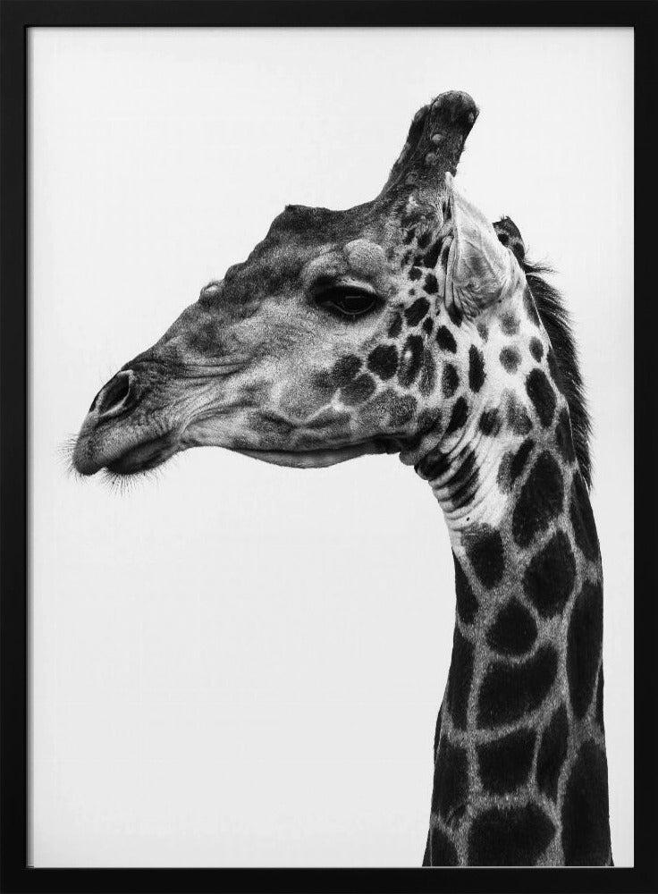 Ingewikkelde patronen van een giraffenhuid | Poster