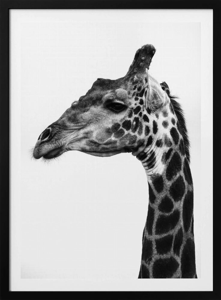 Ingewikkelde patronen van een giraffenhuid | Poster