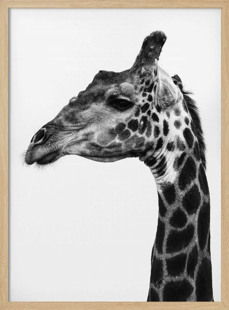 Ingewikkelde patronen van een giraffenhuid | Poster