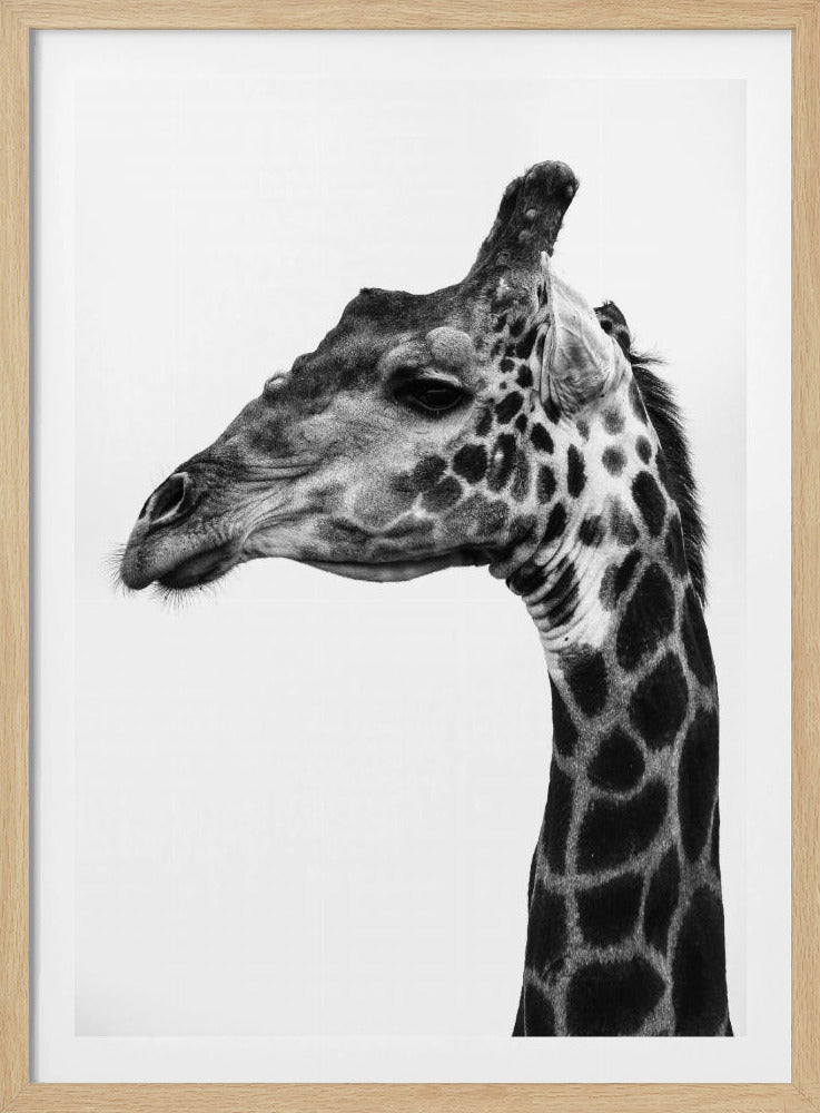 Ingewikkelde patronen van een giraffenhuid | Poster