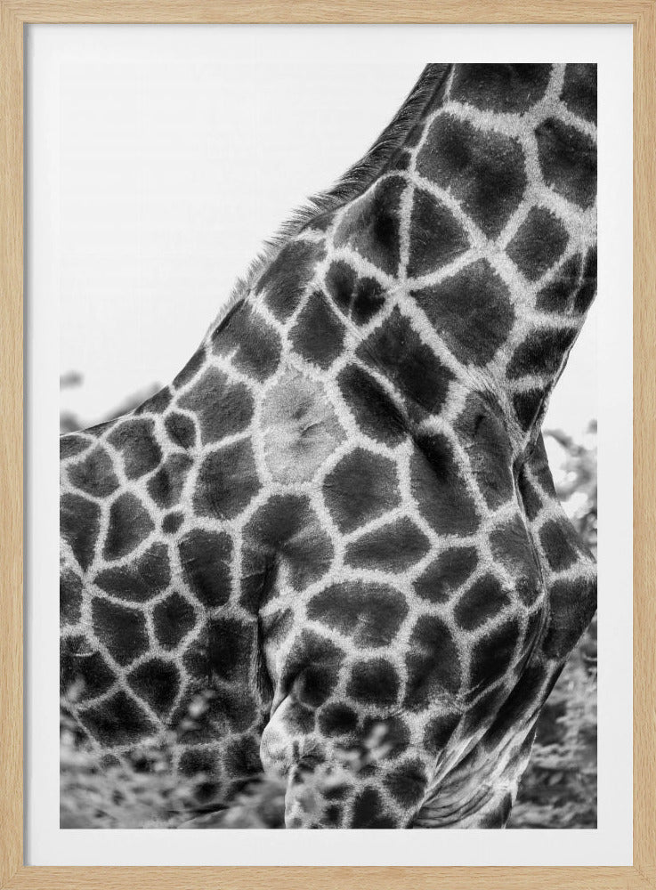 Ingewikkelde patronen van een giraffenhuid | Poster