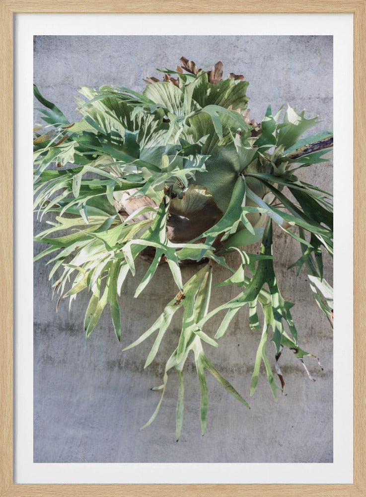 Muurvarengenot | Poster