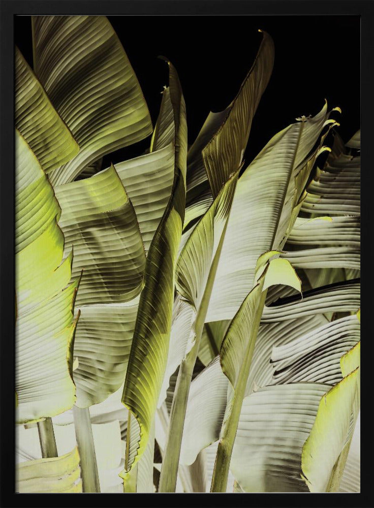 Bananenbladeren in zacht licht | Poster
