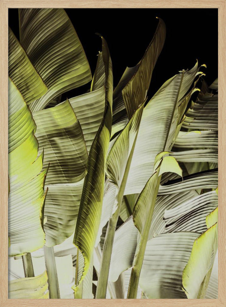 Bananenbladeren in zacht licht | Poster
