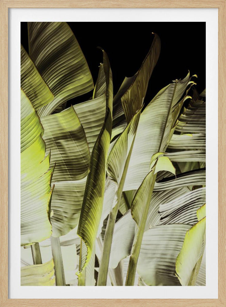 Bananenbladeren in zacht licht | Poster