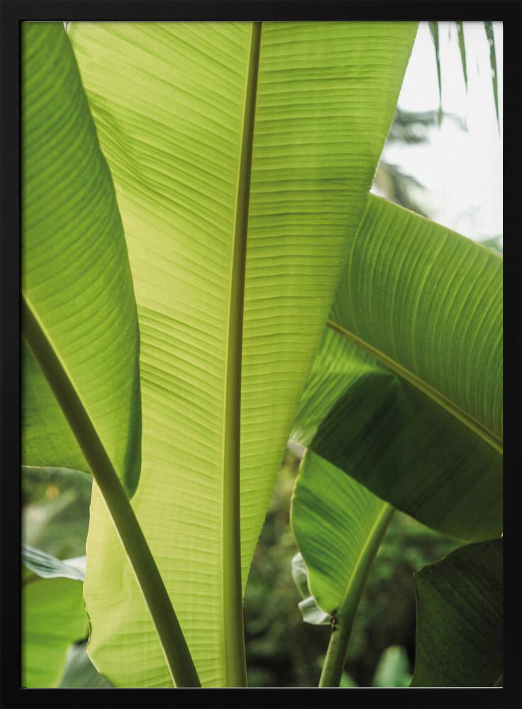 Tropische bananenbladeren | Poster