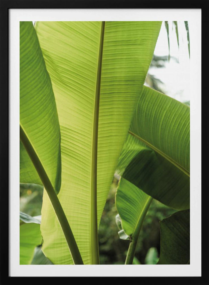 Tropische bananenbladeren | Poster