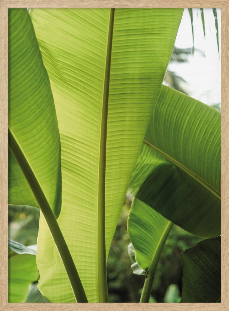 Tropische bananenbladeren | Poster