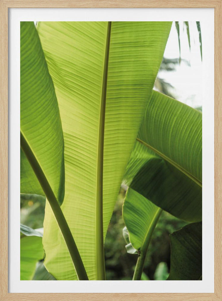Tropische bananenbladeren | Poster