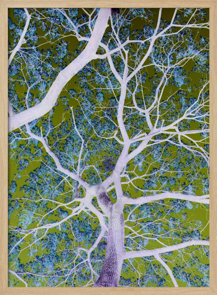 Surrealistische takken | Poster